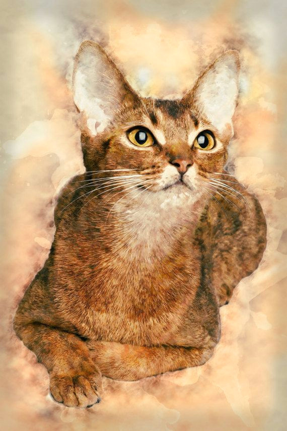 abyssinian cat painting orange cat art pet art abstract cat