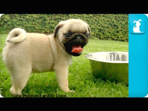 cute puppies easy to draw puppy love pug puppies of cute puppies easy to draw wallpaper