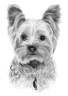 portrait mastery toy dog yorkshire terrier pencil drawing print size artwork signed by artist gary tymon ltd ed 50 prints only pencil portrait