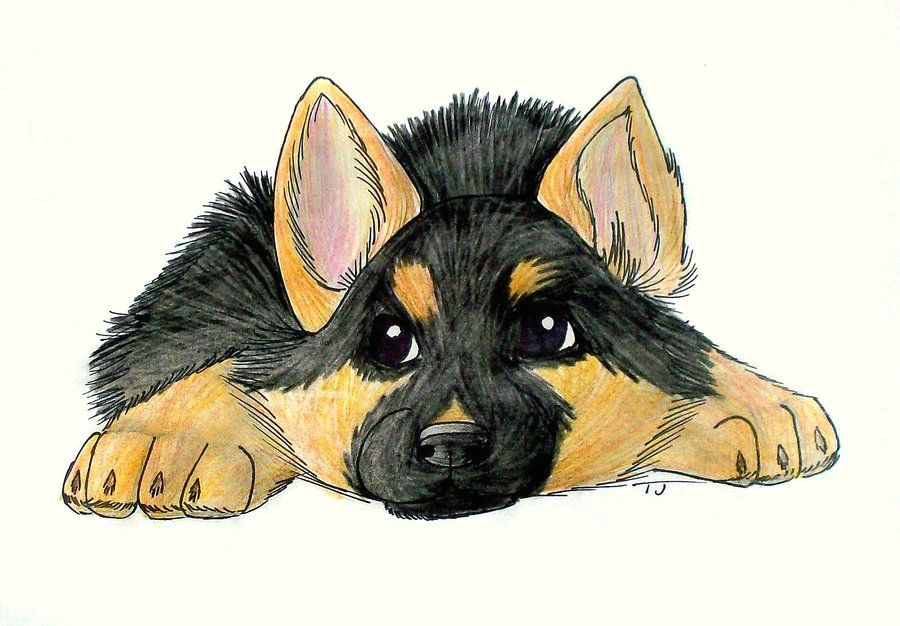 german shepherd drawing puppy google search