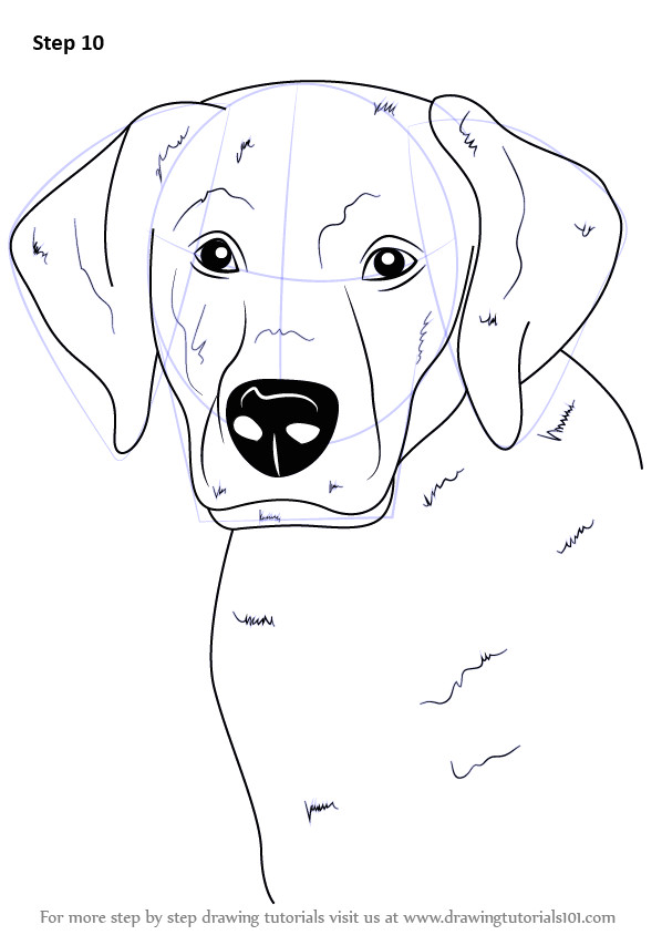 step by step how to draw a labrador face drawingtutorials101 com