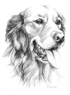 beaux dessins de divers artistes page 2 pencil artpet drawingsanimal