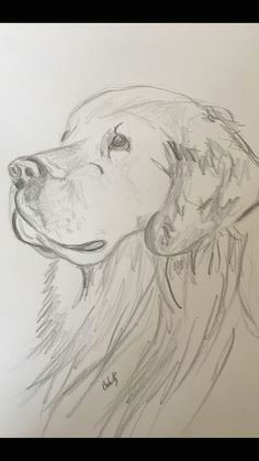 dog drawings