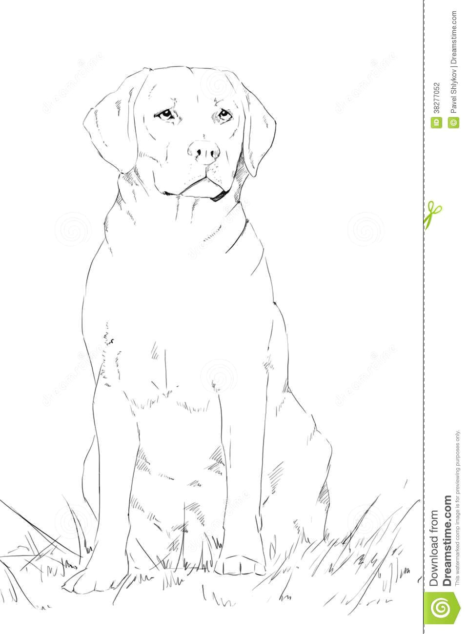 dog sitting drawing