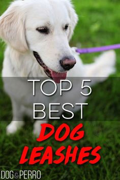 looking for a new dog leash check out this post so both you and your dog can have the best walking experience possible