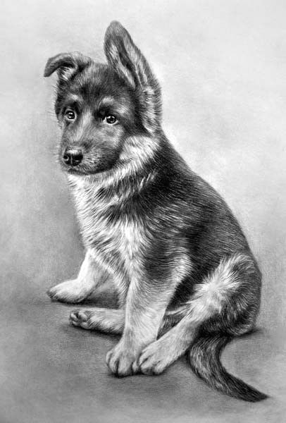 baby thor pencil drawings of animals dog pencil drawing dog drawings animal sketches