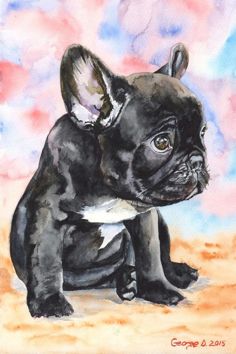 french bulldog english bulldog puppies bulldog frances dog portraits french bulldog drawing