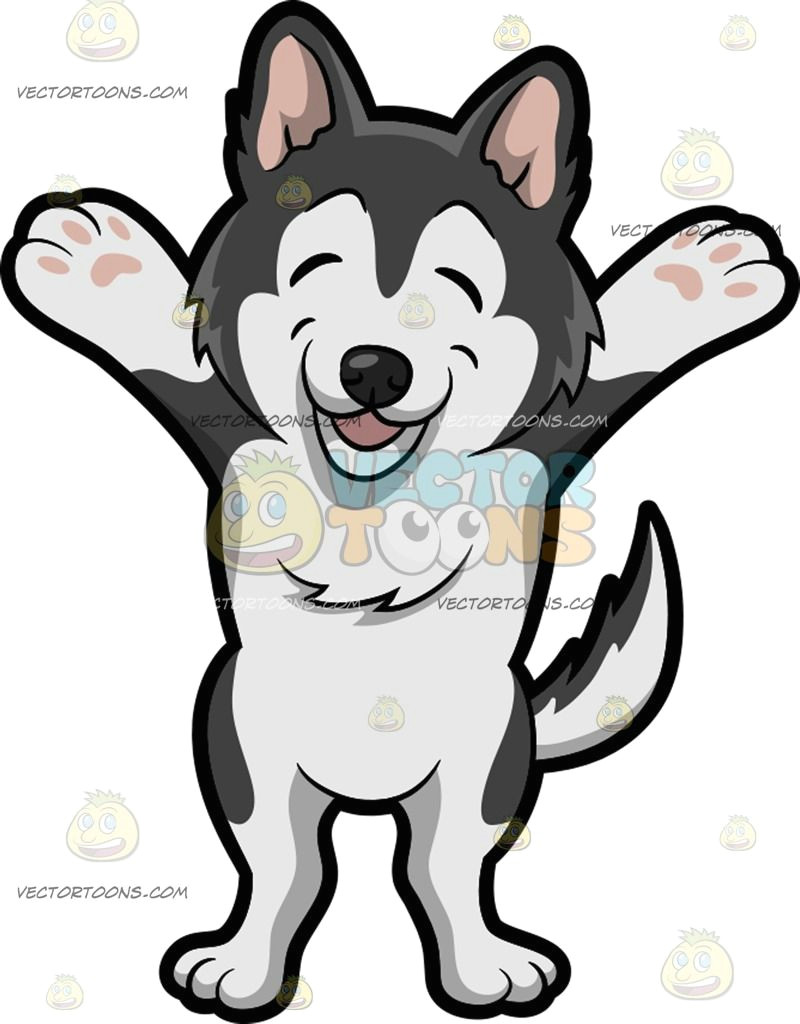 a very happy siberian husky a cute small dog with black and white fur shuts his eyes to laugh adorably and raises his front paws in the air to rejoice the