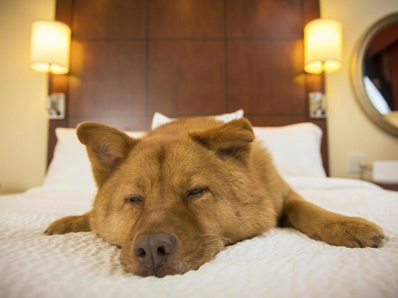 hotels that pamper dogs and their owners