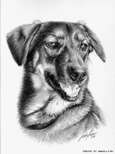 awesome pencil work linda huber dog sketches 3d pencil sketches beautiful pencil sketches