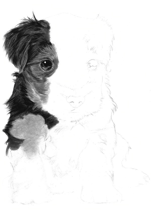 continue working down the left side of the puppy moving onto the forelegs