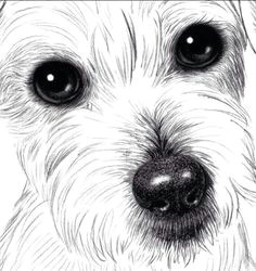 how to draw dogs what to draw animal pencil drawings dog drawings