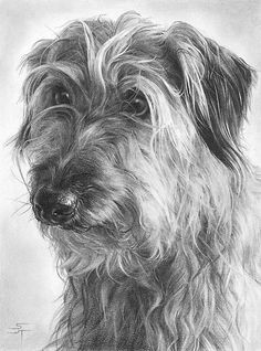 what great pencil drawings pencil drawings of animals