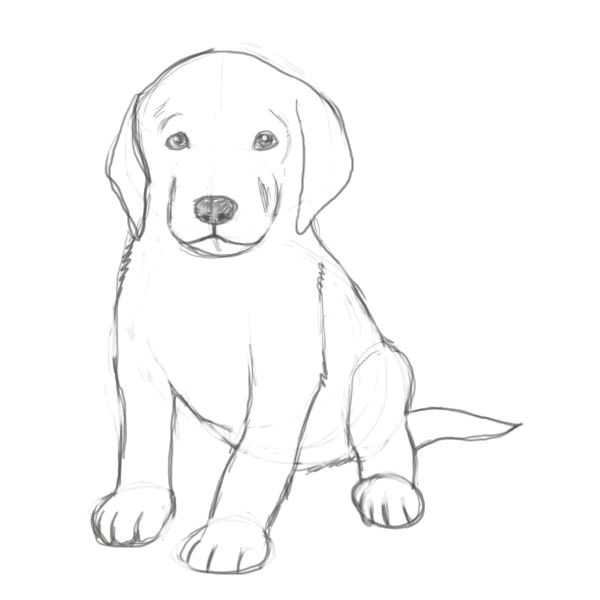 how to draw a puppy