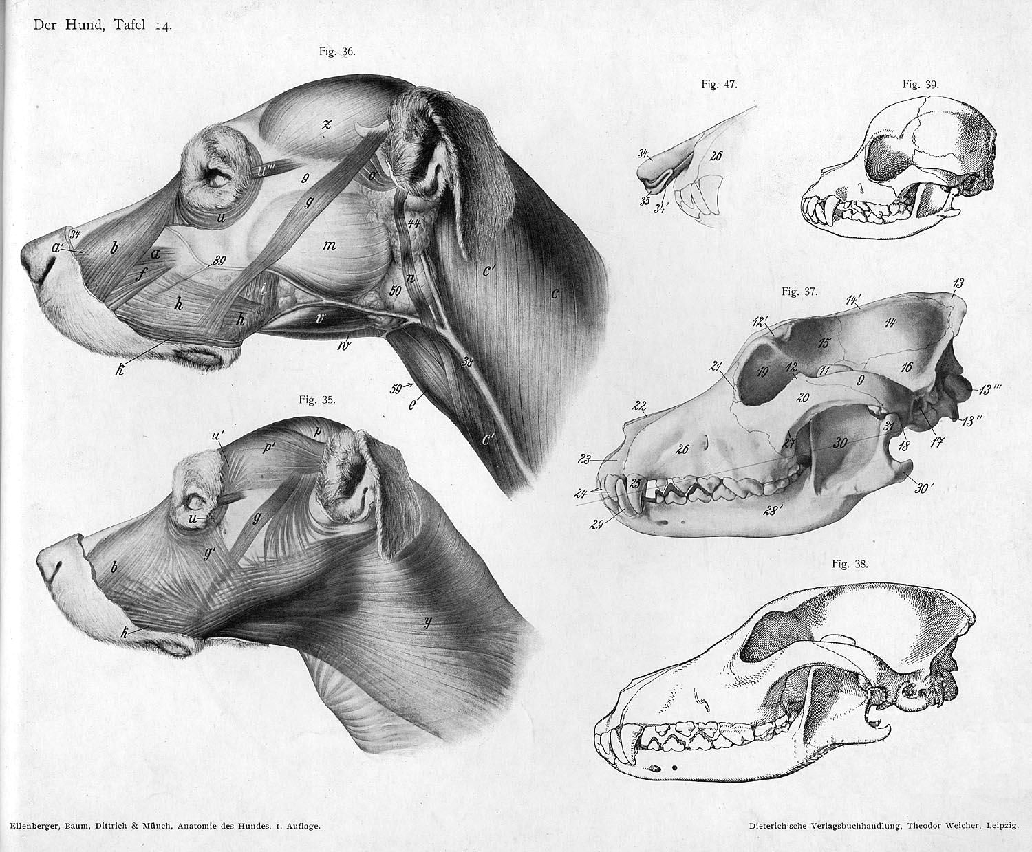 dog skull lateral view animal anatomy references for artist