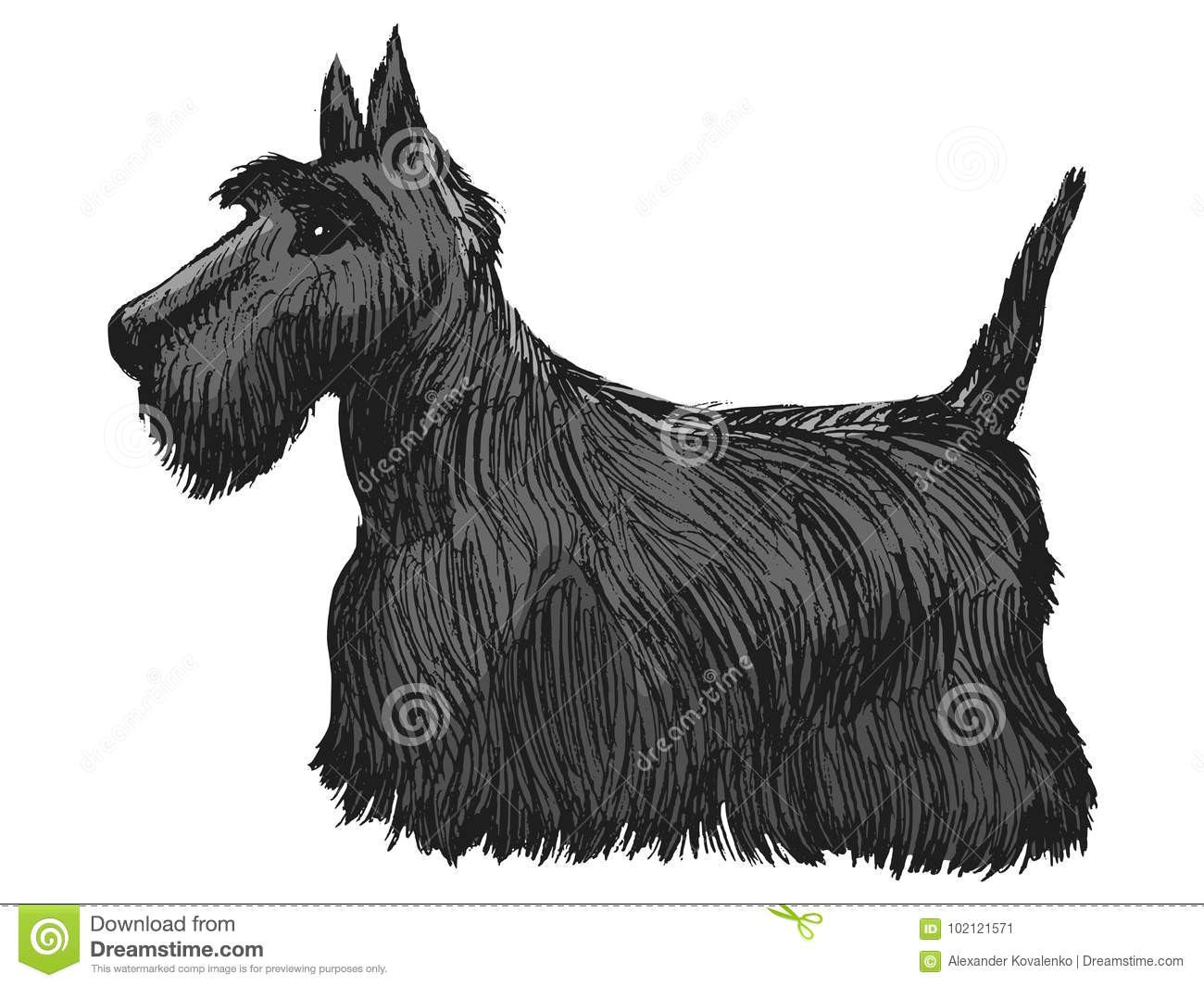 scottish terrier side view