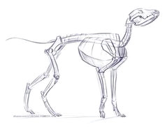 quick dog skeleton looks like he is still waiting for that treat dog anatomy