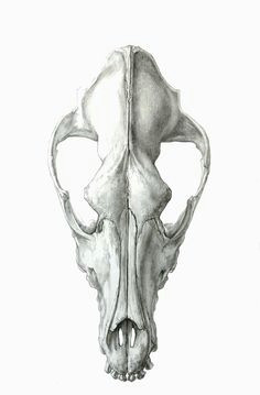 dog skull dorsal view