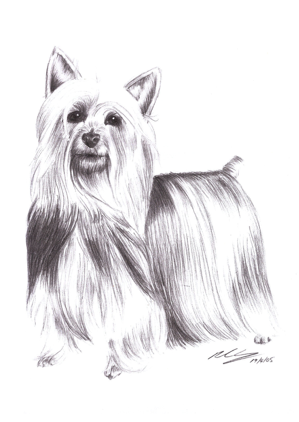 9 5 aud silky terrier dog standing pet pencil art signed a4 giclee print ebay collectibles