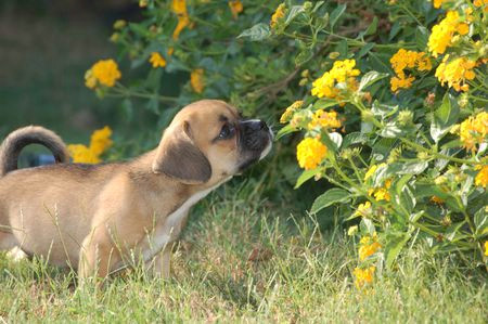 puppy sniffing flowers in the yard