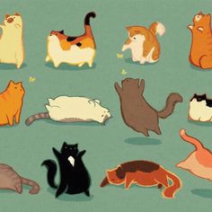 kyungsoosbumhole fat cats for you day pudgykitties tumblr com fatcat fat cat