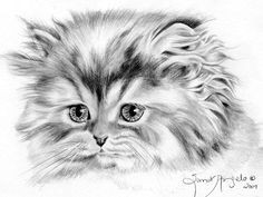 how to draw a cat gigi the fluffy kitten full lesson