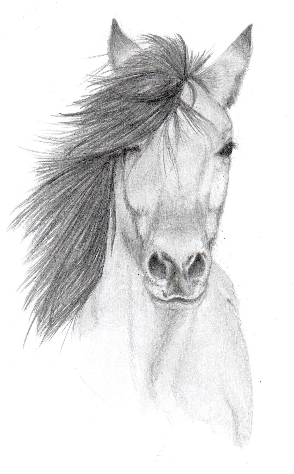 Drawing Of A Girl On A Horse Pencil Sketches Of Animals Horse Pencil Sketch by Vulpes Corsac