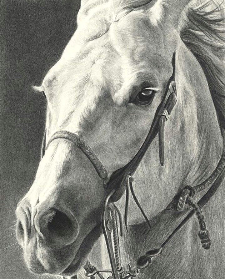horse sketch horse tattoos horse paintings horse girl cowboy artwork equine