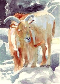goatvet says nice painting of a mountain goat goat art horse artwork watercolor