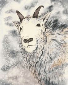 watercolor cindy burchfield goats sheep goat