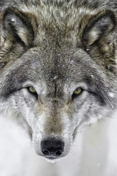 i dare you close up of a grey wolf by daniel parent on