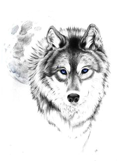 gray wolf