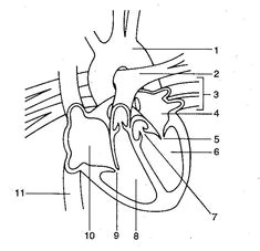 human heart diagram without labels