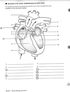 human anatomy labeling worksheets tag label the heart diagram worksheet human anatomy diagram human heart diagram