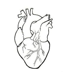 health tips how to avoid heart overstrain and heart disease human heart drawing anatomical