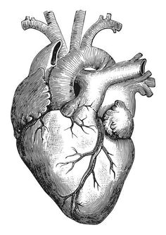 Drawing Of A Heart attack Related Image Designing My Tattoo In 2019 Art Drawings Tattoos