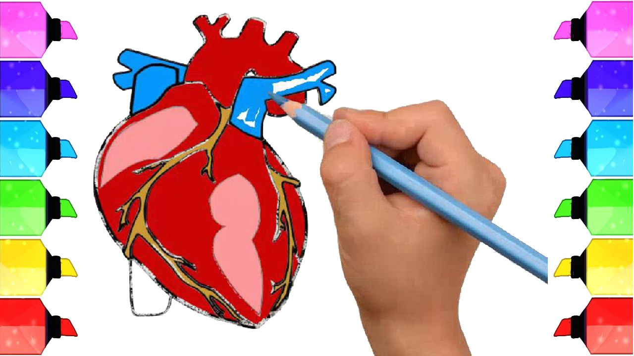 how to draw human heart anatomy color drawing for kids how to draw human heart easily how to draw human heart diagram easily how to draw human heart class