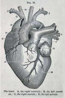 i just dissected a heart today and i had to name all of the veins and arteries and i got yay