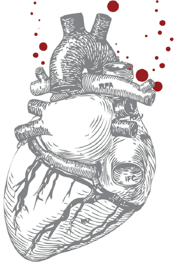 human heart illustration human heart illustration