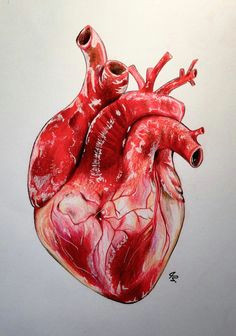 realistic human heart