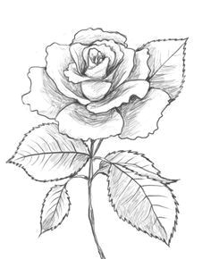 are you looking for a tutorial on how to draw a rose look no further