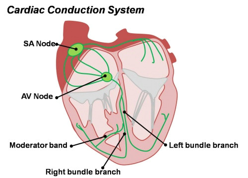 cardiac conduction system jpg