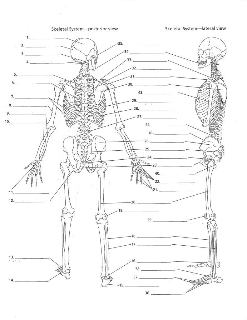 human anatomy worksheets anatomy labeling worksheets google search i heart anatomy