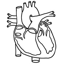 image result for circulatory system for kids black and white to label and colour