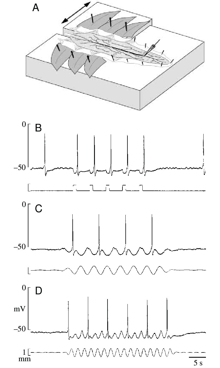 membrane potential responses of the cardiac ganglion cg neuron to stretches a a schematic drawing of the experimental set up for applying transverse