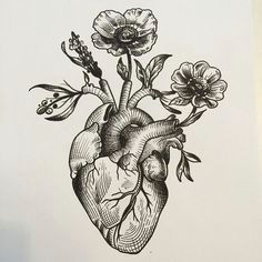 i like this anatomical coronary heart woodcut google search heart