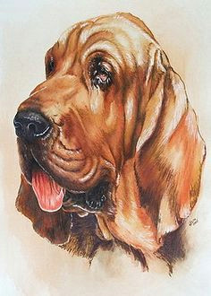 barbara keith artwork collection pets in watercolor and more