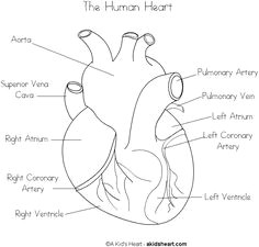 free parts of the heart worksheets human hearts with labels to print health lessons
