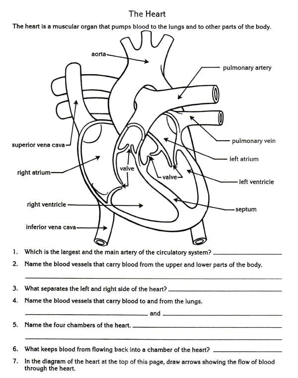free parts of the heart worksheets describe the function of the heart in the circulatory system