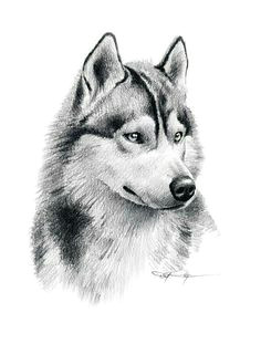 husky draw drawings of hands drawings of dogs pencil drawings of animals cool
